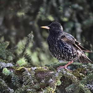 Common Starling