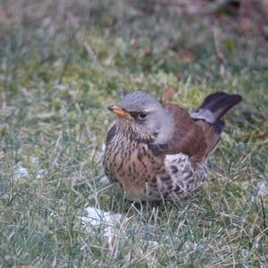 Song Thrush