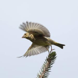 European Greenfinch