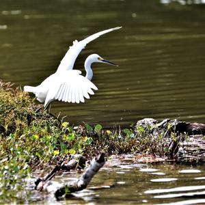 Little Egret