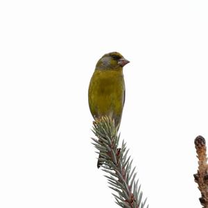 European Greenfinch