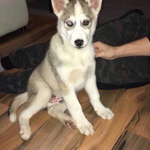 Siberian Husky