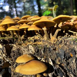 Stockschwämmchen