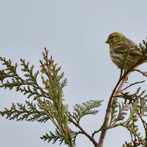 European Serin