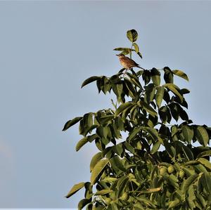Song Thrush