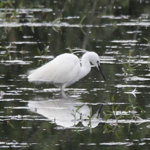 Little Egret