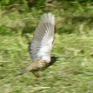 Mistle Thrush