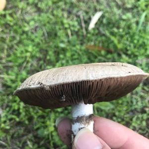 Spring Agaric