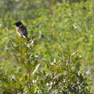 Europäisches Schwarzkehlchen