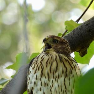 Cooper's Hawk