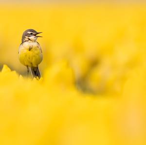 Yellow Wagtail