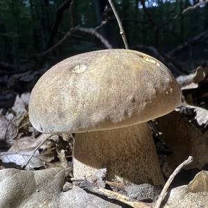 Schwarzhütiger Steinpilz