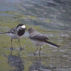 White Wagtail