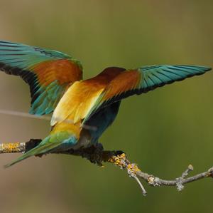 European Bee-eater