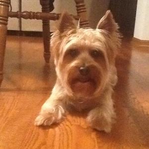 Silky Terrier