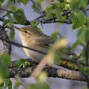 Willow Warbler