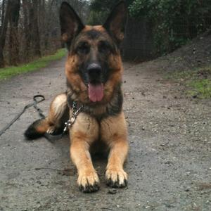 Deutscher Schäferhund