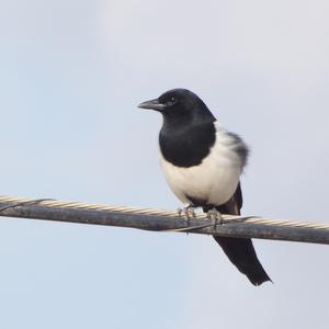 Black-billed Magpie