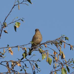 Eurasian Bullfinch