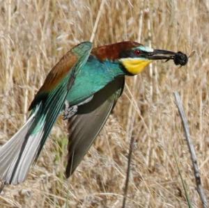 European Bee-eater