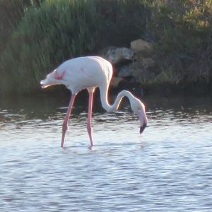 Greater Flamingo