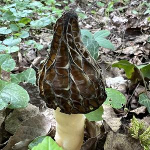 Half-free Morel