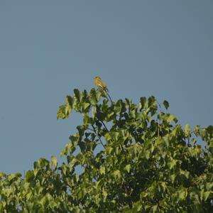 European Greenfinch