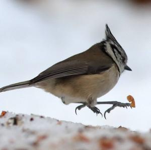 Crested Tit