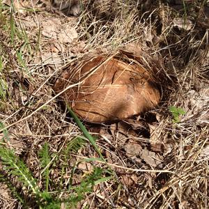 Scaber Stalk, Common