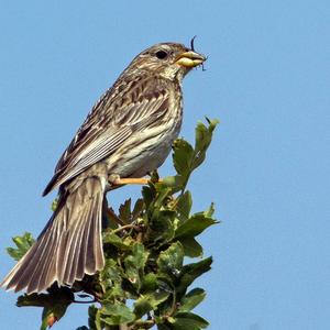 Corn Bunting