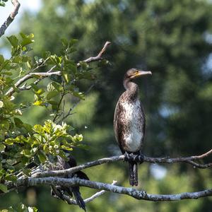 Kormoran