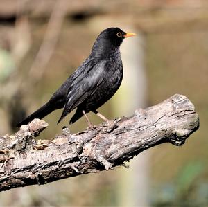 Amsel
