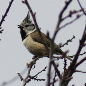 Crested Tit