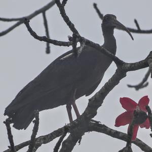 Warzenibis