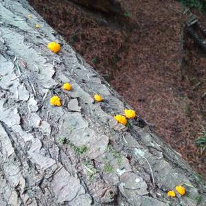 Unknown Species