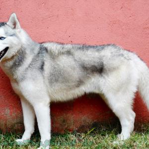 Siberian Husky