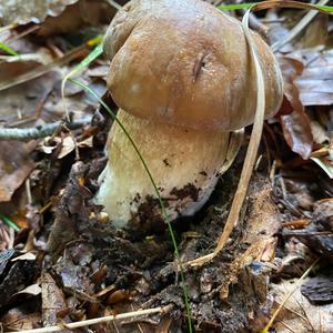 Summer Bolete