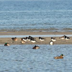 Eurasian Oystercatcher