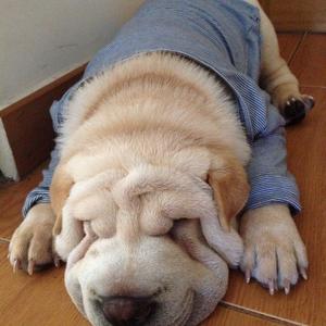 Chinese Shar-Pei