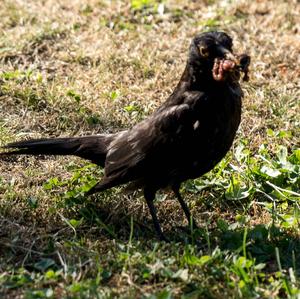 Eurasian Blackbird