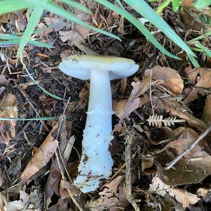 Unknown Species