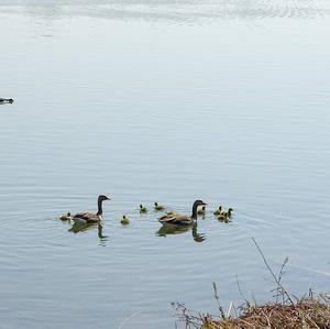 Greylag Goose
