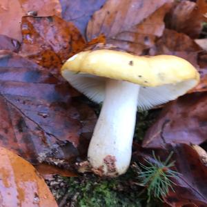 Yellow-ochre Russula