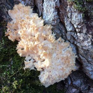 Unknown Species