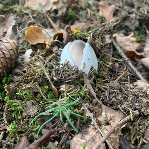 Grauer Scheidenstreifling