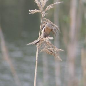 Bartmeise