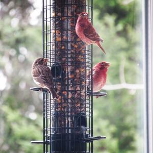 Purple Finch