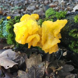 Goldgelber Zitterling