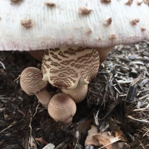 Parasol Mushroom