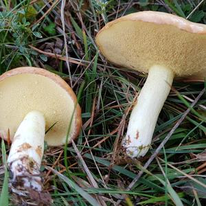 Dotted-stalk Bolete